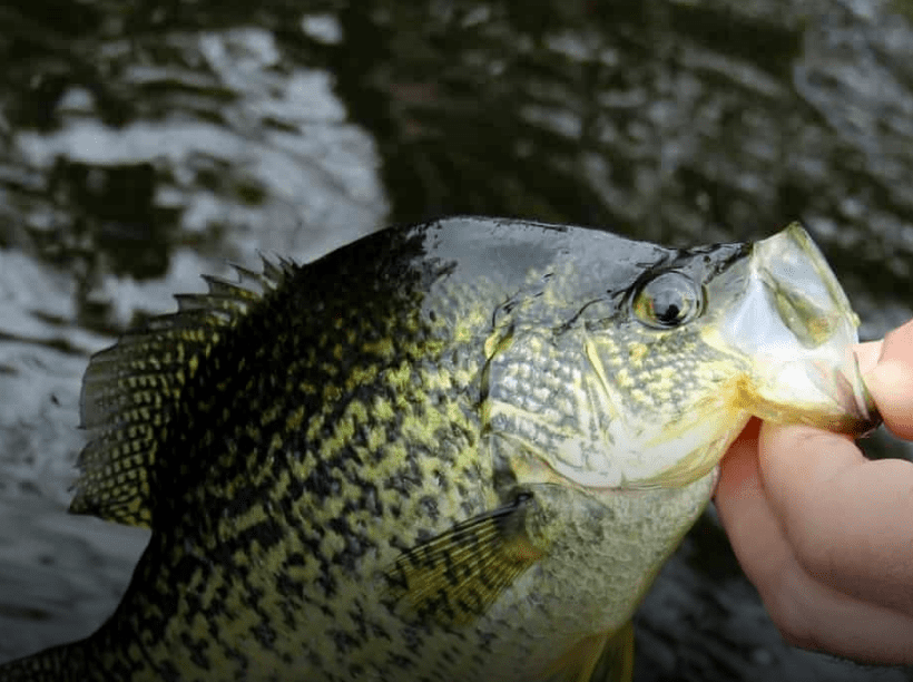 Black crappie image