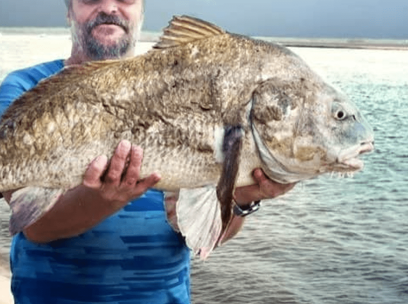 Black drum image