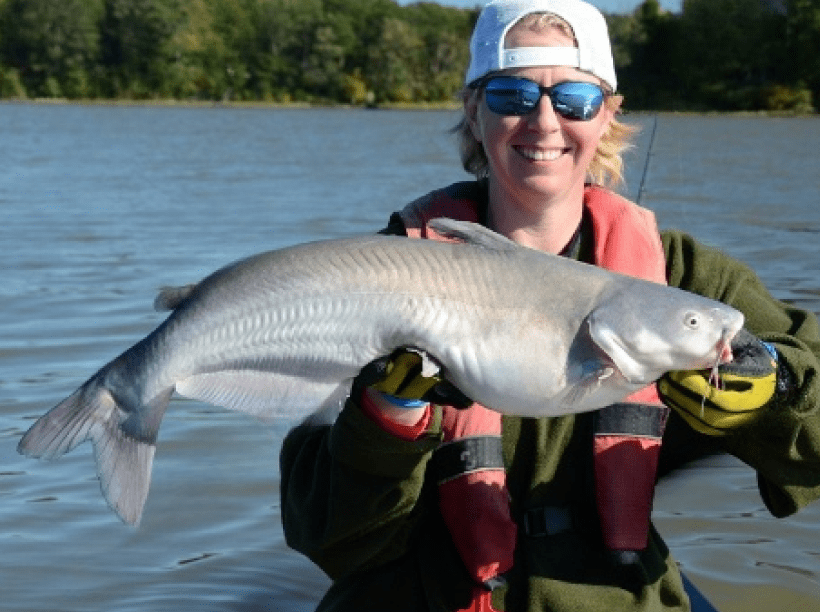 Blue catfish image