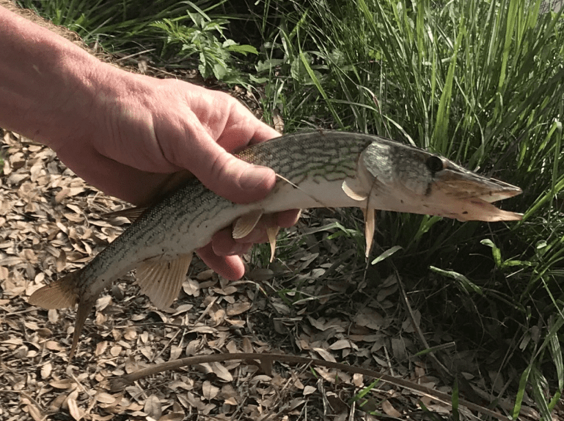 Chain pickerel image