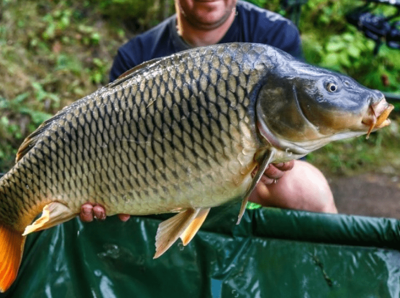 Common carp image