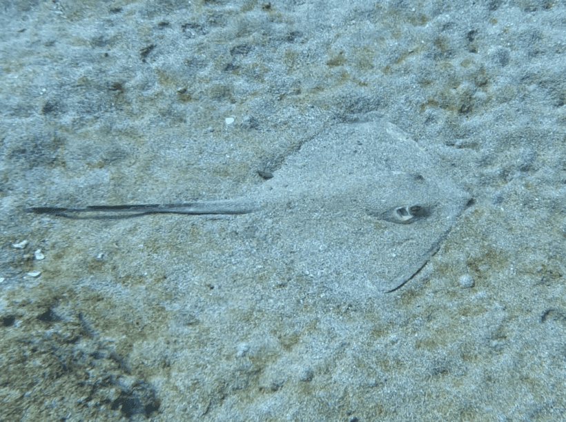 Common Stingray image