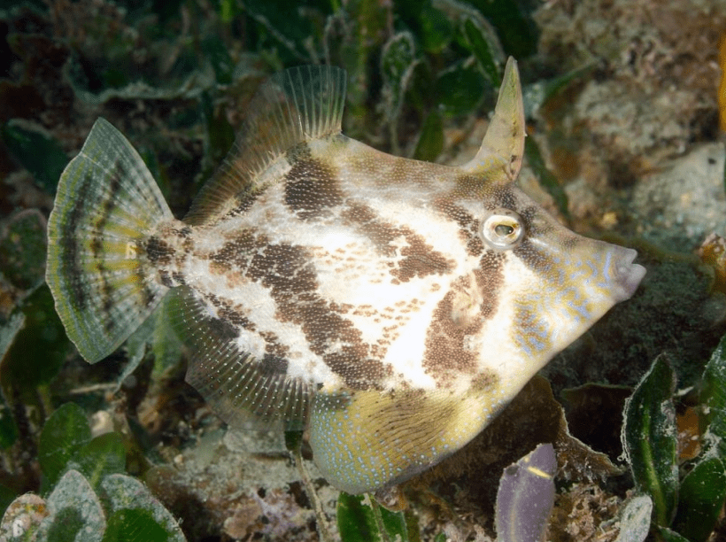 Fan Bellied Leatherjacket image