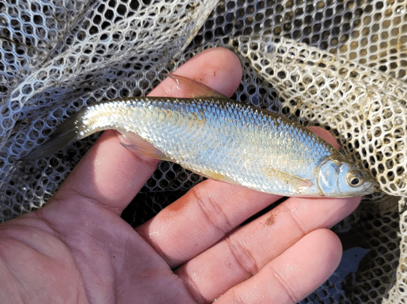 Golden shiner image