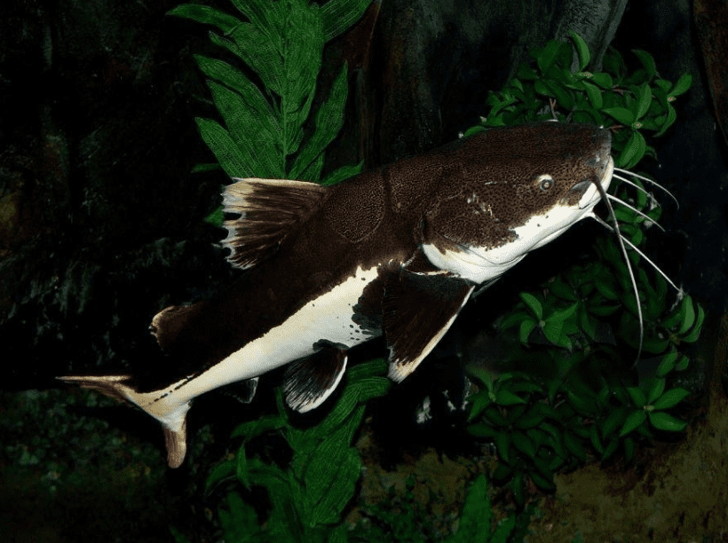 Hardhead sea catfish image