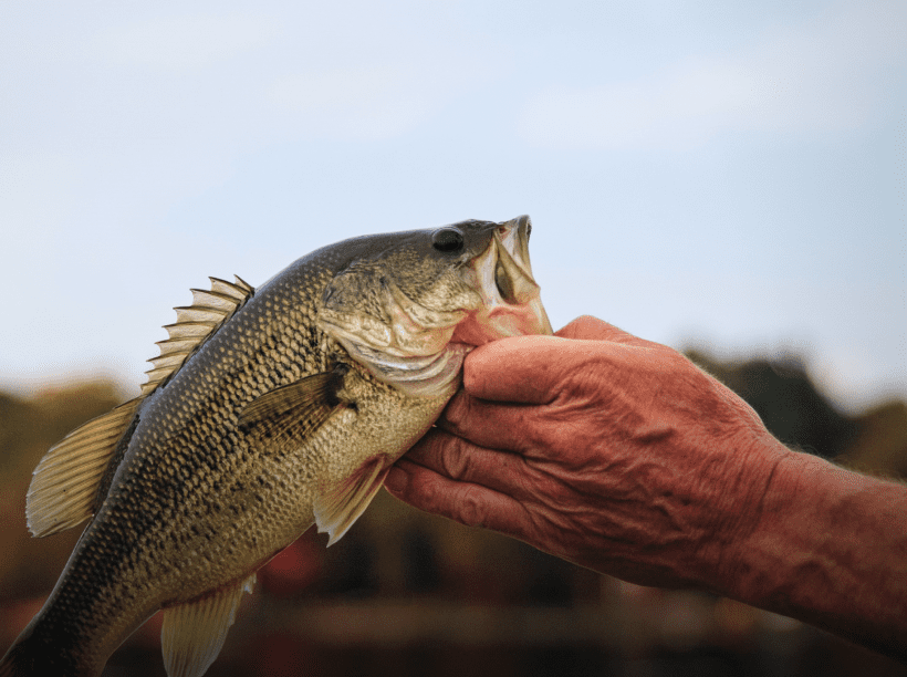 Largemouth bass image