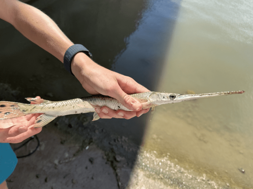 Longnose gar image