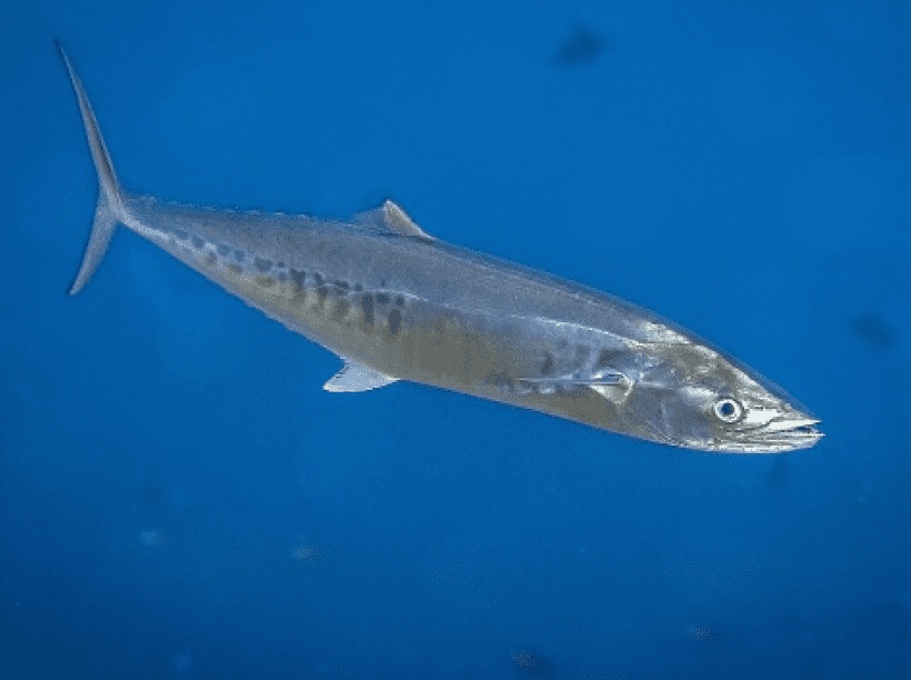 Narrow-barred Spanish mackerel image