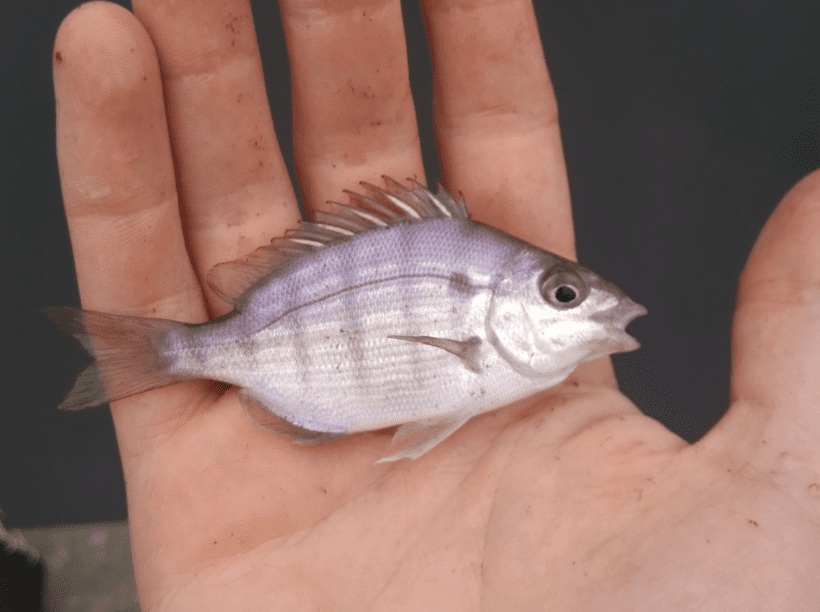 Pinfish image