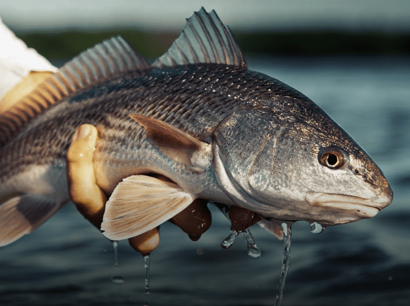 Red drum image