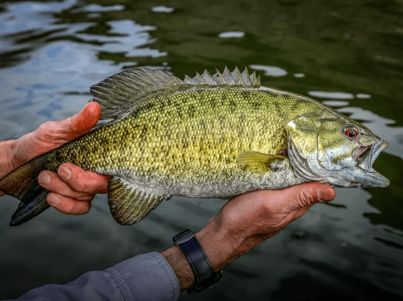 Smallmouth bass image