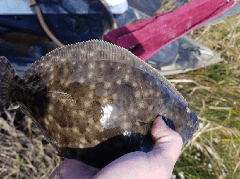 Southern flounder image