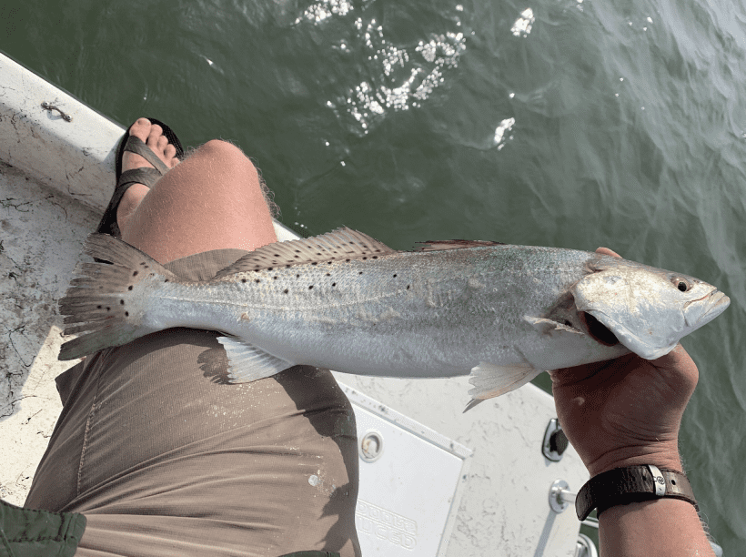 Spotted seatrout image