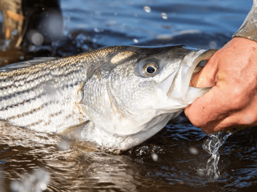 Striped bass image