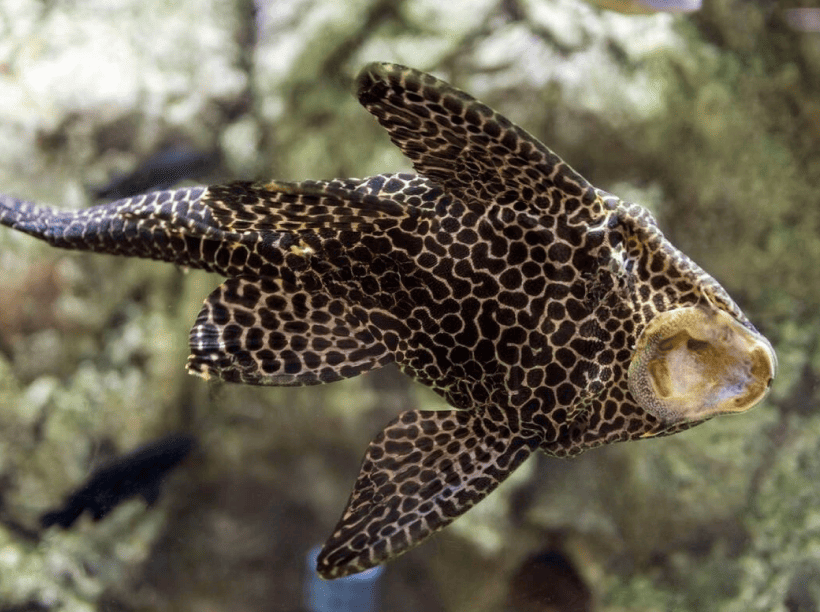Suckermouth catfish image