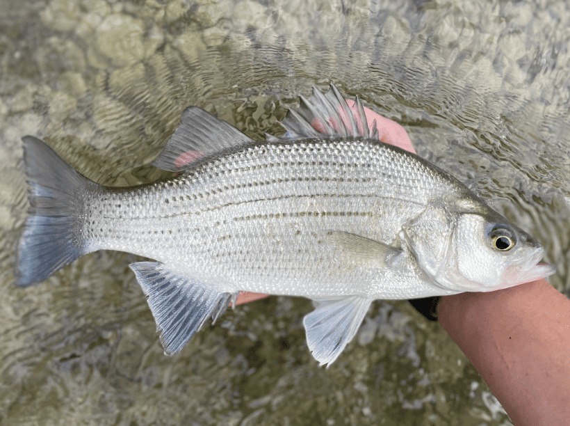 White bass image